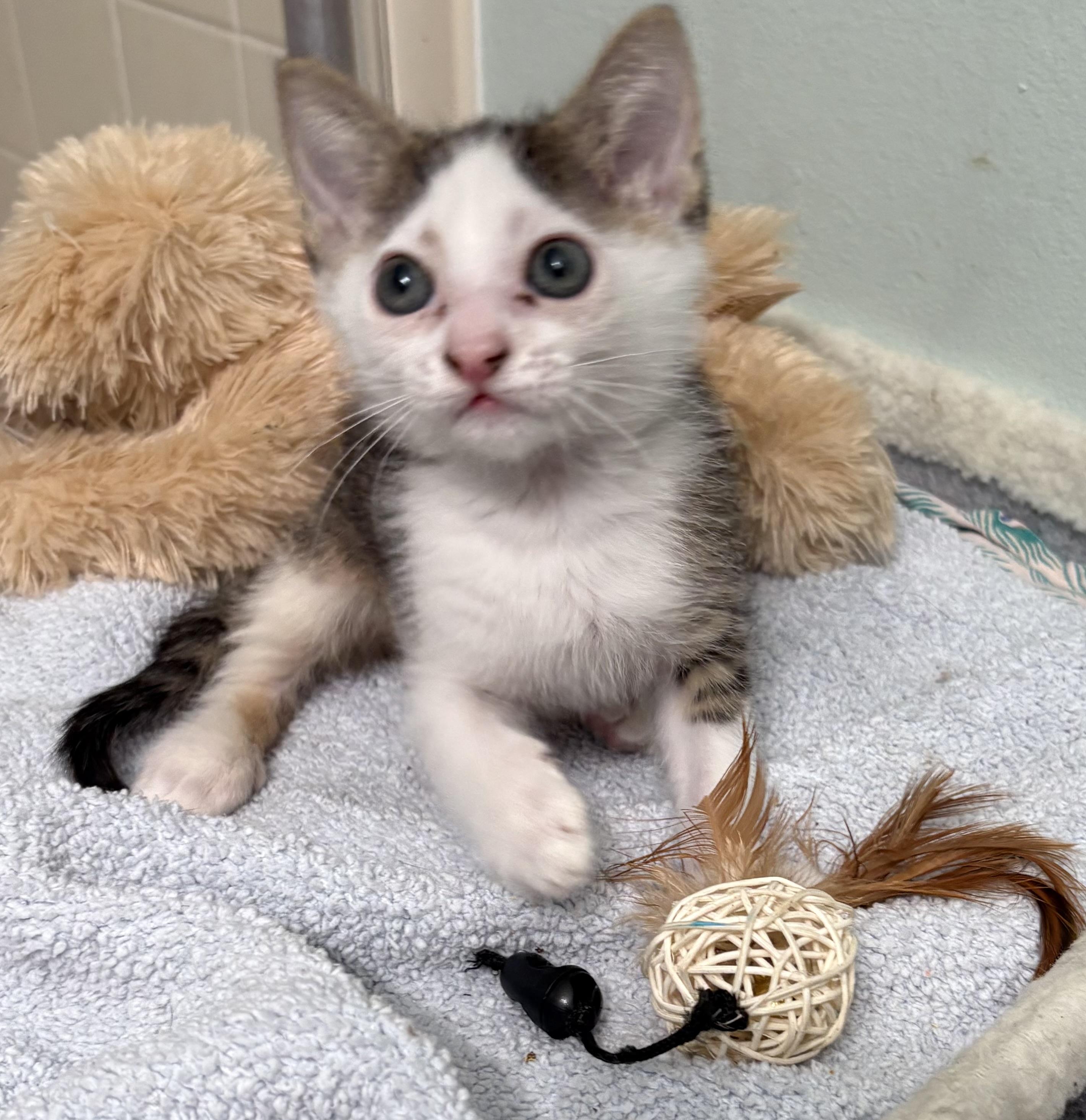 Ariel, Baby Female Domestic Short Hair