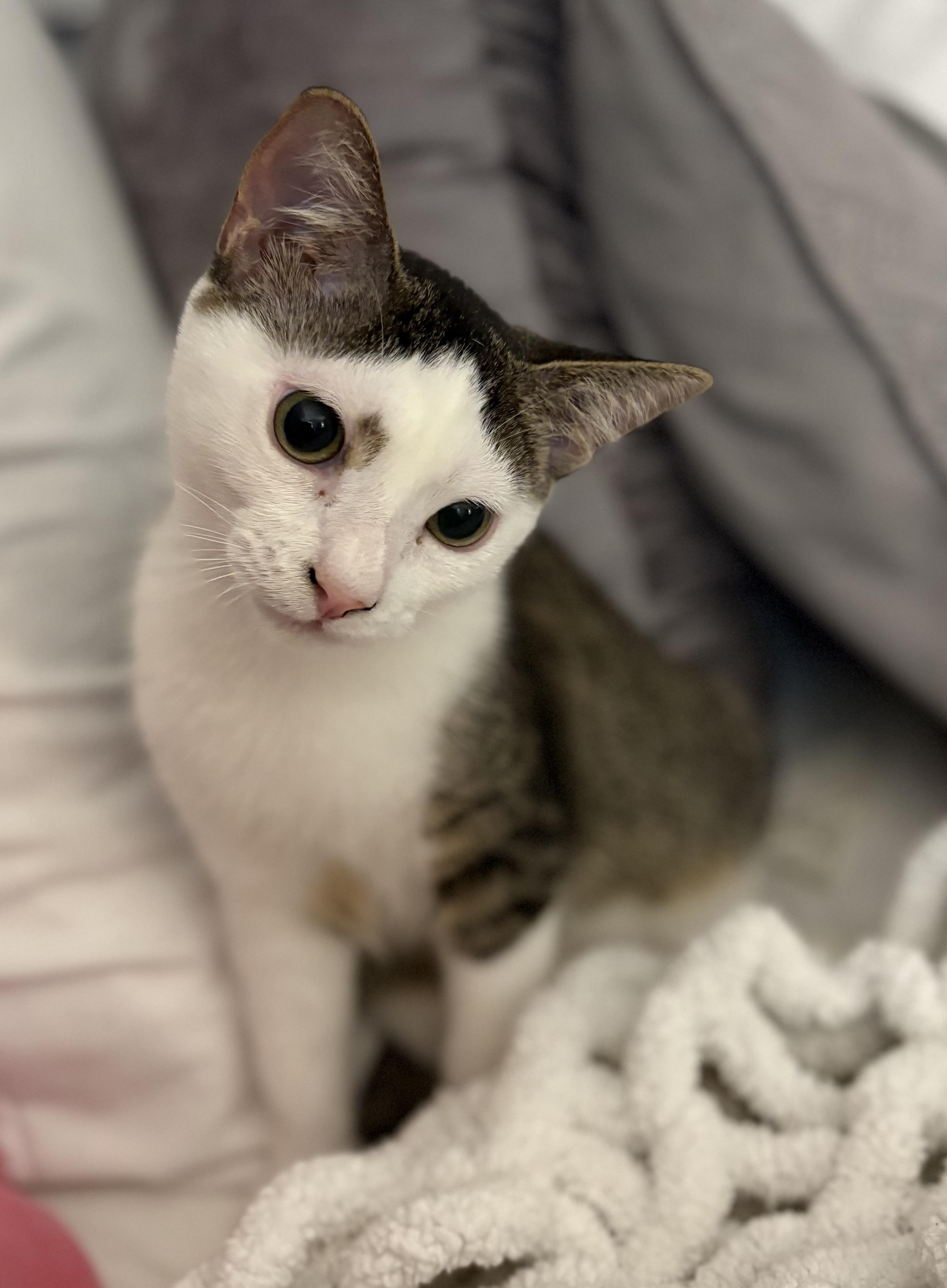 Ariel, Adoptable, Young Female Domestic Short Hair.