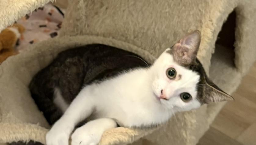 Ariel, a Adoptable Domestic Short Hair in Brooksville, FL image 3/5