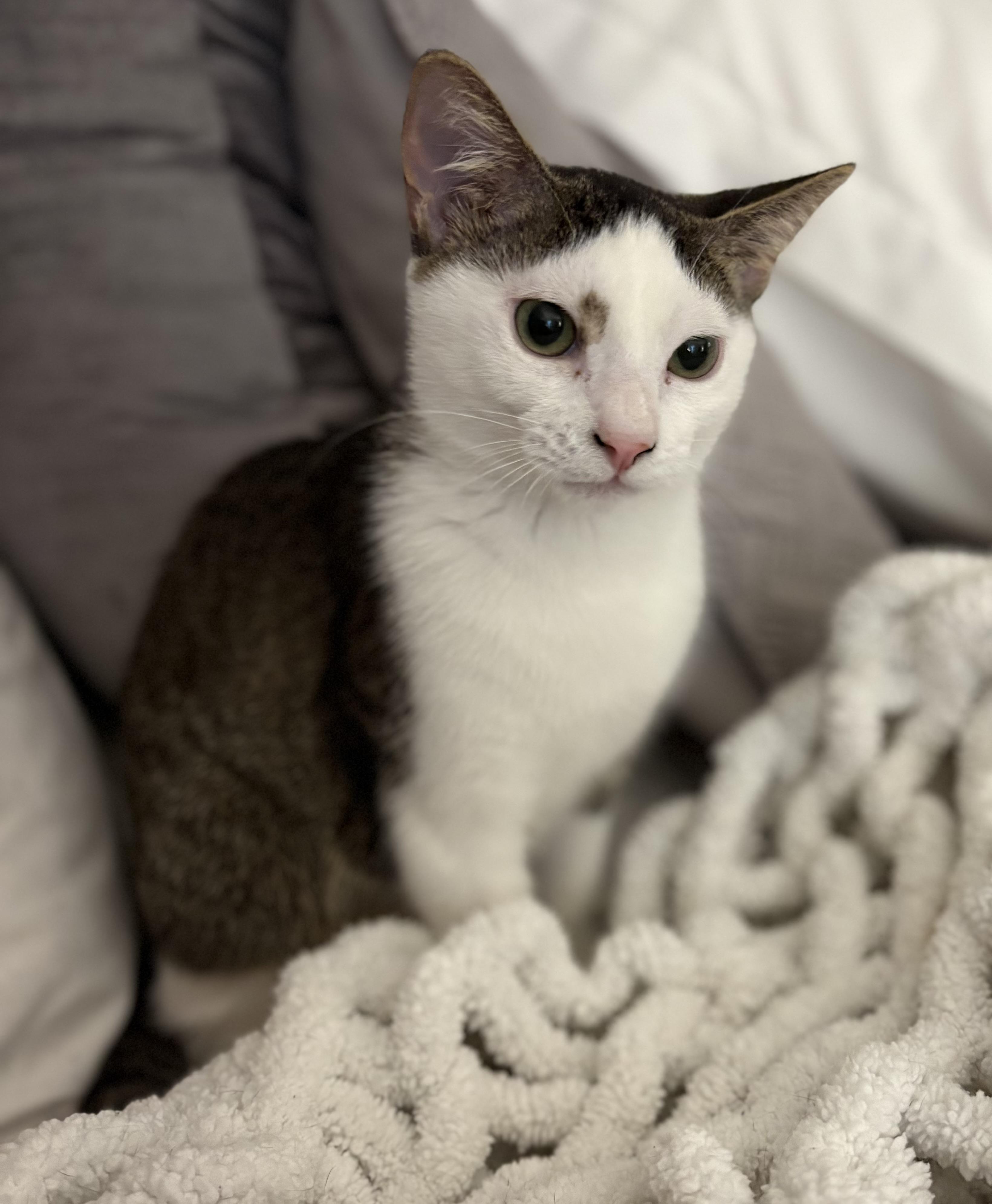 Ariel, a Adoptable Domestic Short Hair in Brooksville, FL image 5/5