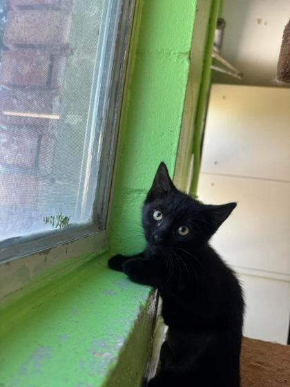 Carrie, Adoptable, Kitten Female Domestic Short Hair & Domestic Short Hair.