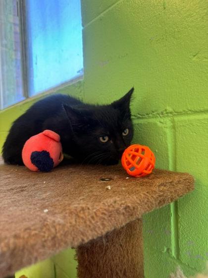 Carrie, a Adoptable mixed breed in Scottsbluff, NE image 2/3
