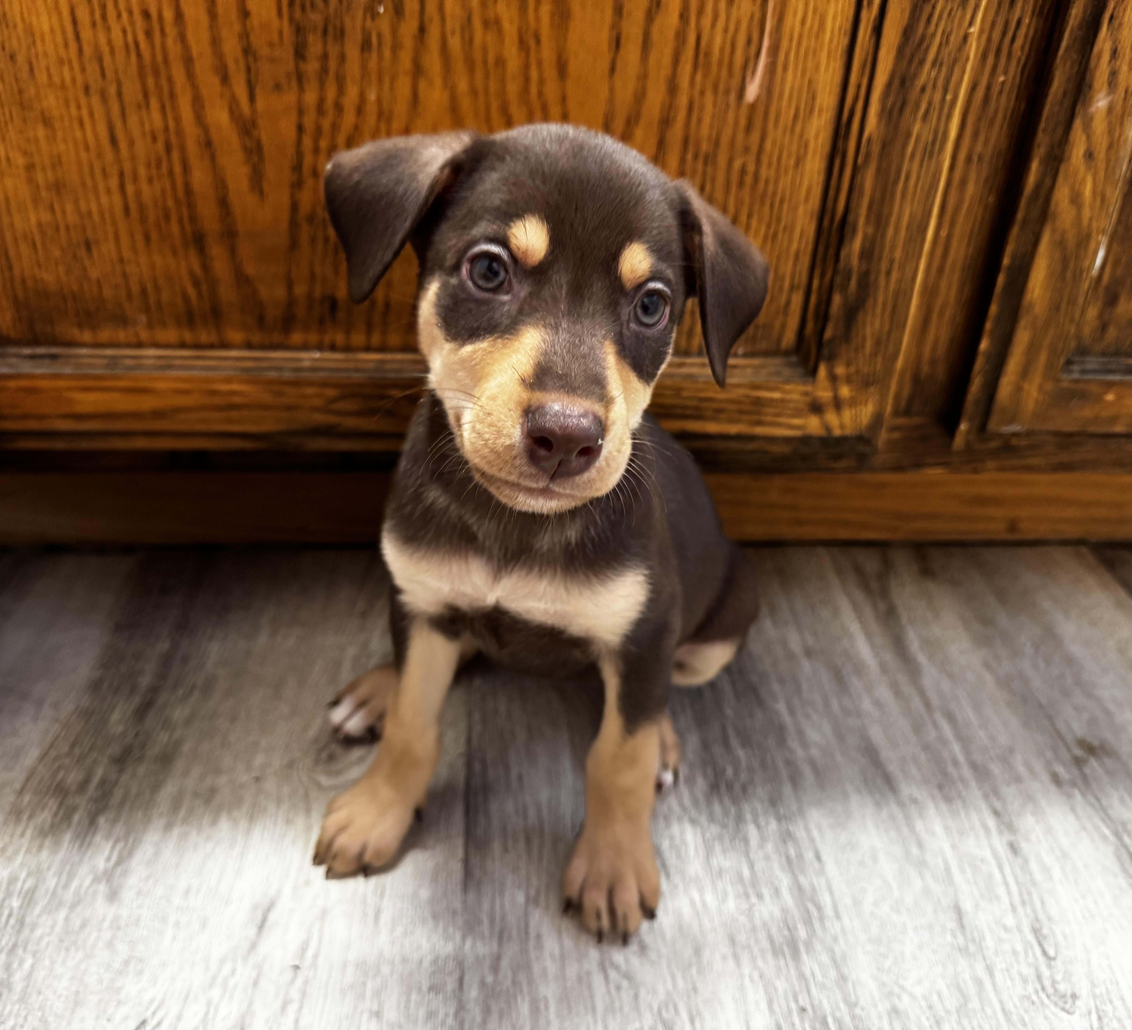 Pony, ADOPTABLE, Puppy Female Chocolate Labrador Retriever & Doberman Pinscher.