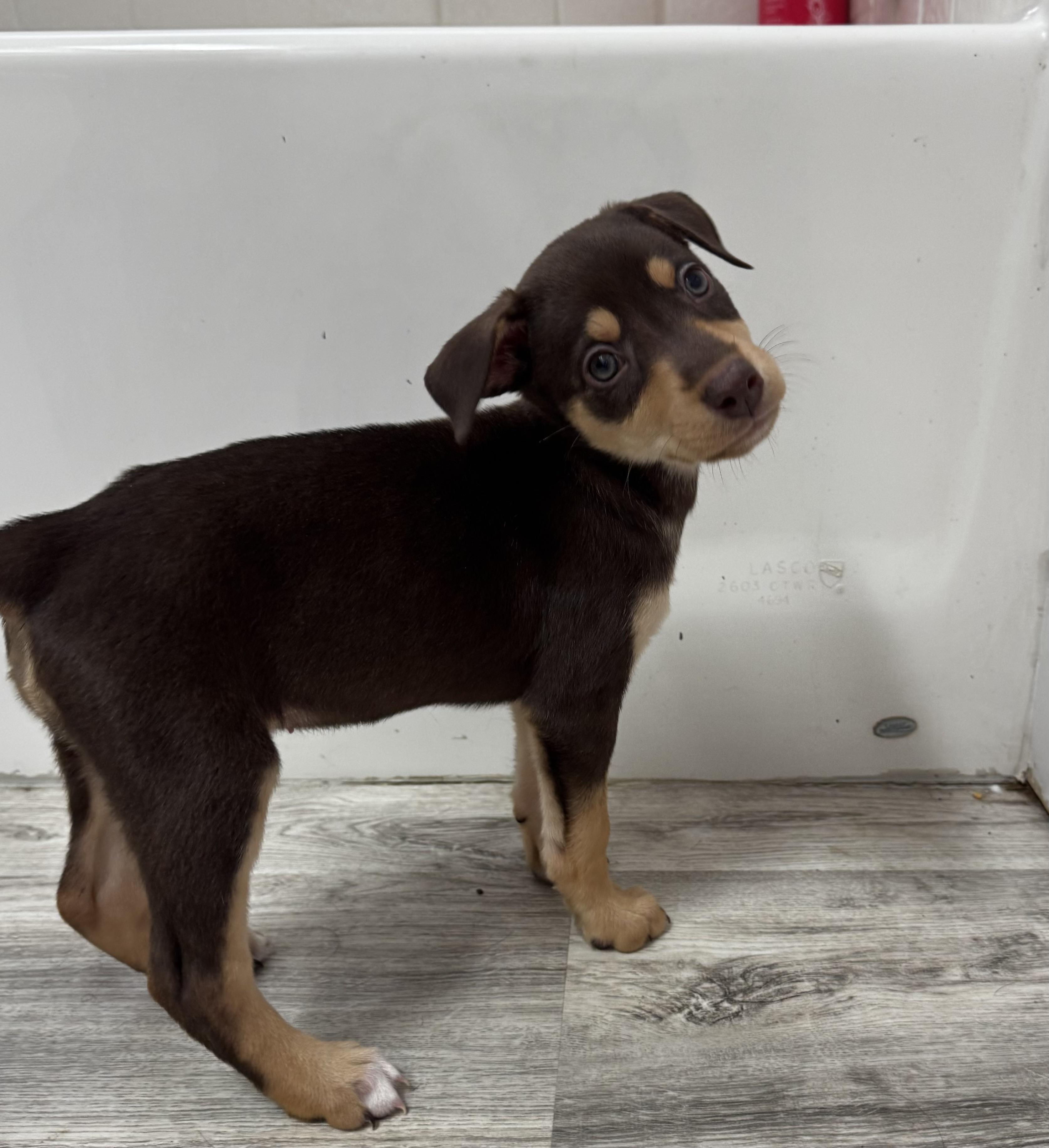 Enlarge Pony, a ADOPTABLE mixed breed in Van Nuys, CA image 4/6