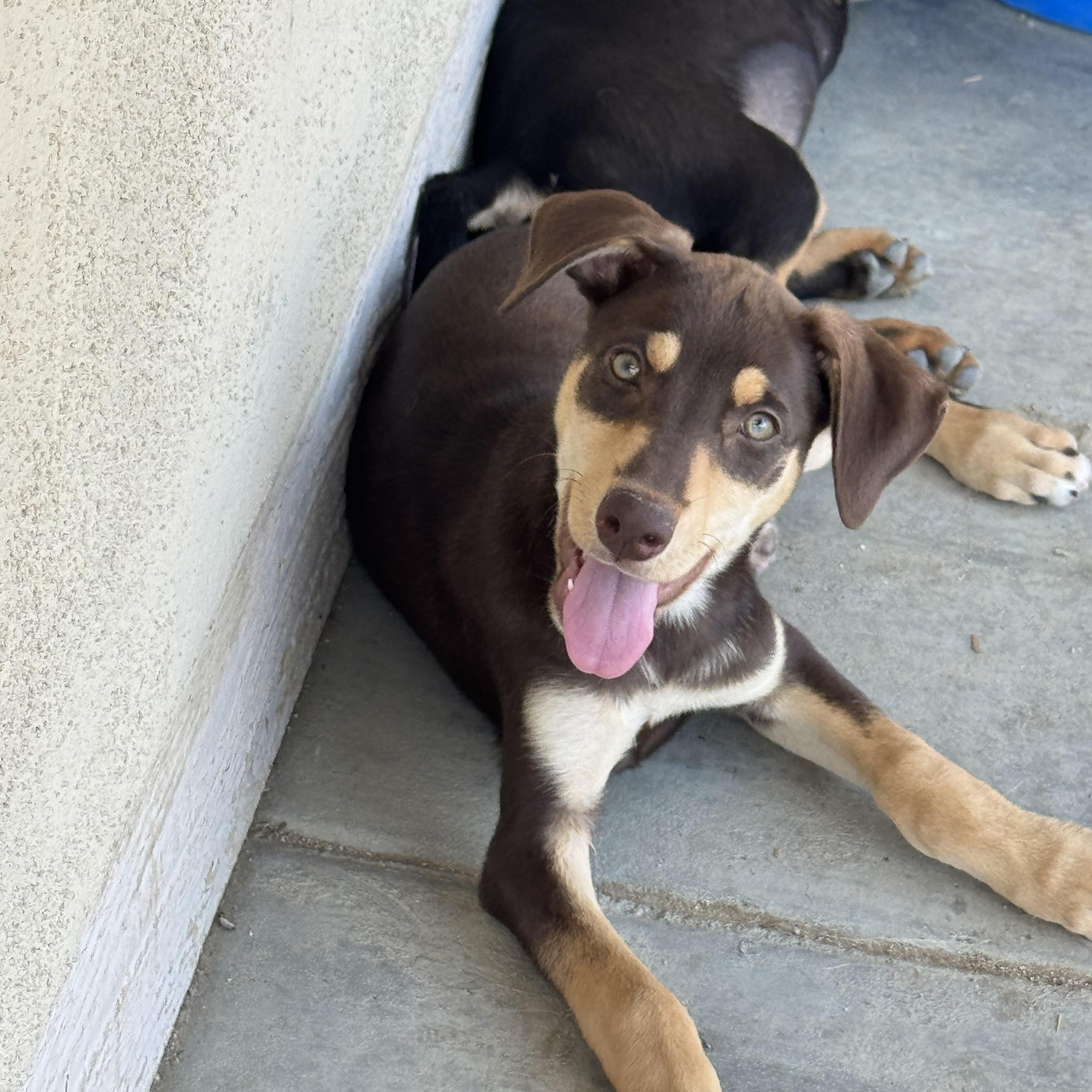 Pony, Adoptable, Puppy Female Doberman Pinscher.