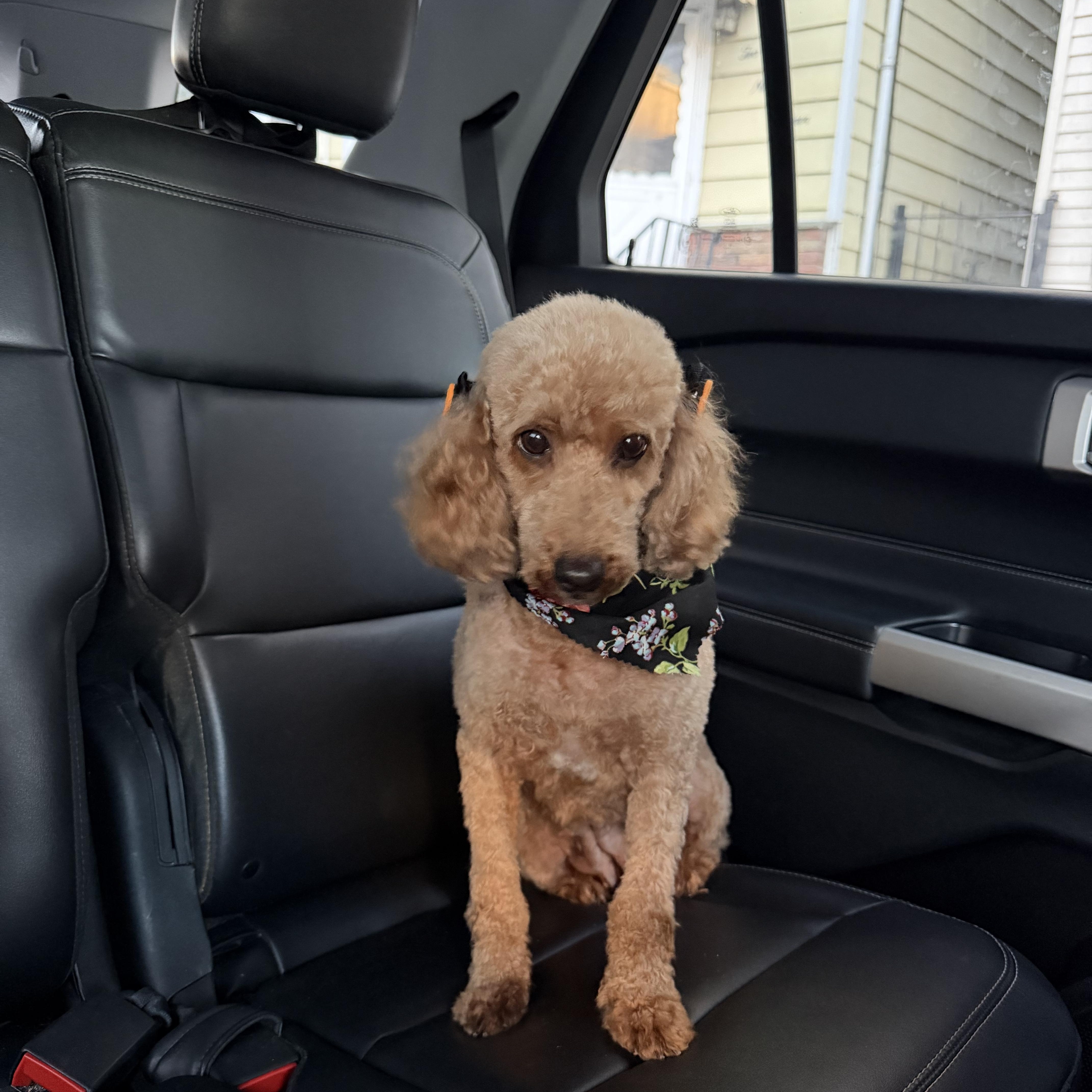 Enlarge Dolly, a Adoptable Miniature Poodle in Newark, NJ image 2/3