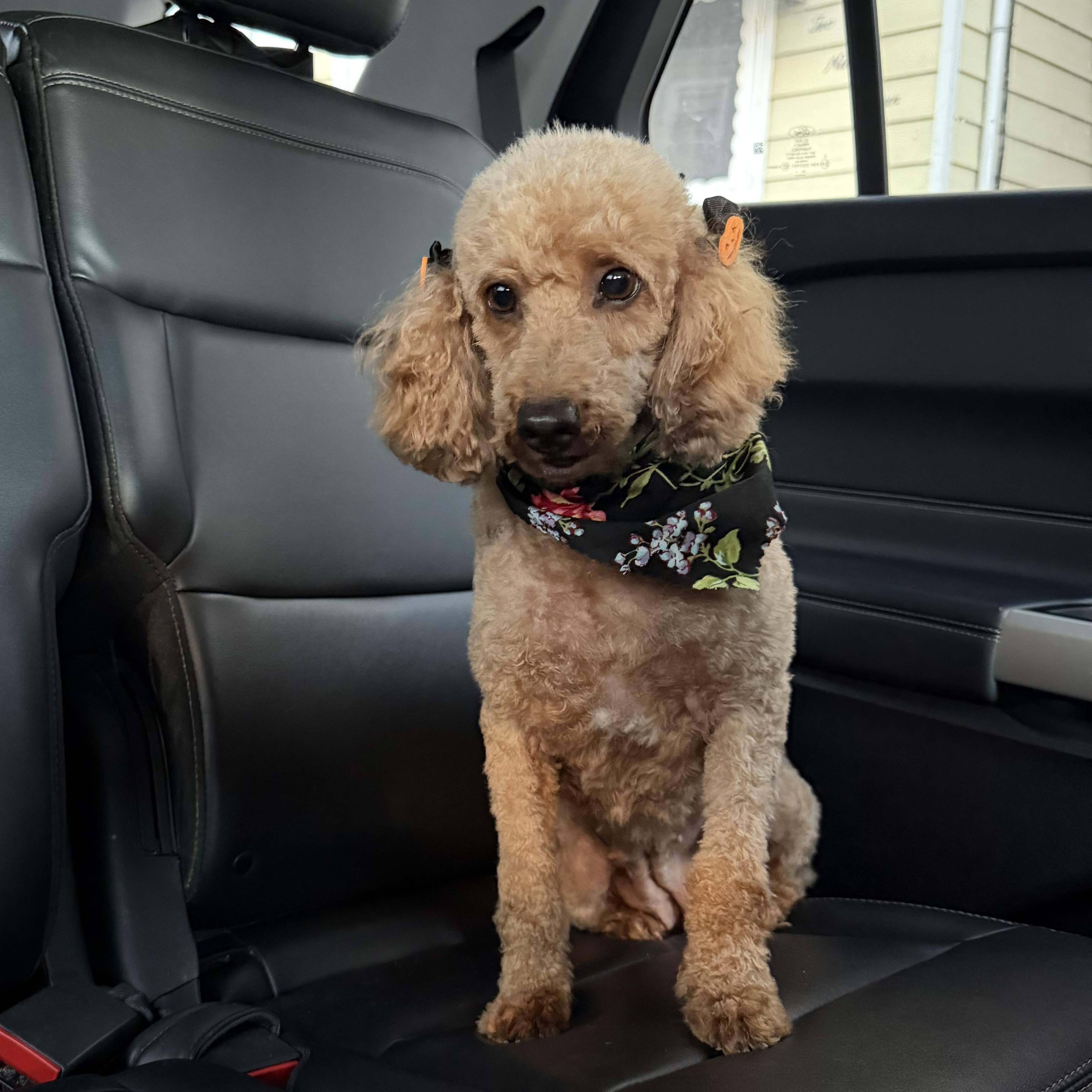Dolly, Adoptable, Adult Female Miniature Poodle.