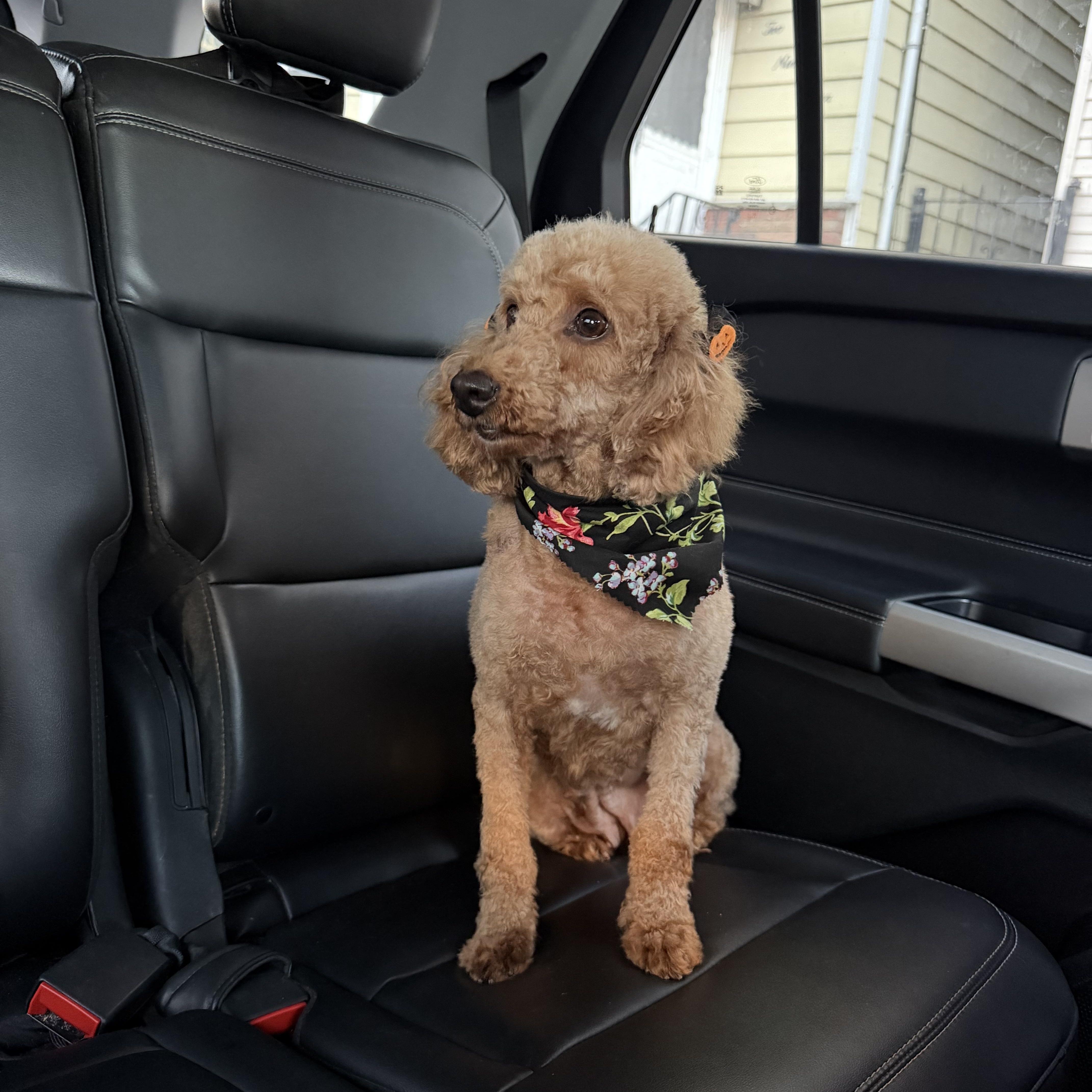Enlarge Dolly, a Adoptable Miniature Poodle in Newark, NJ image 3/3