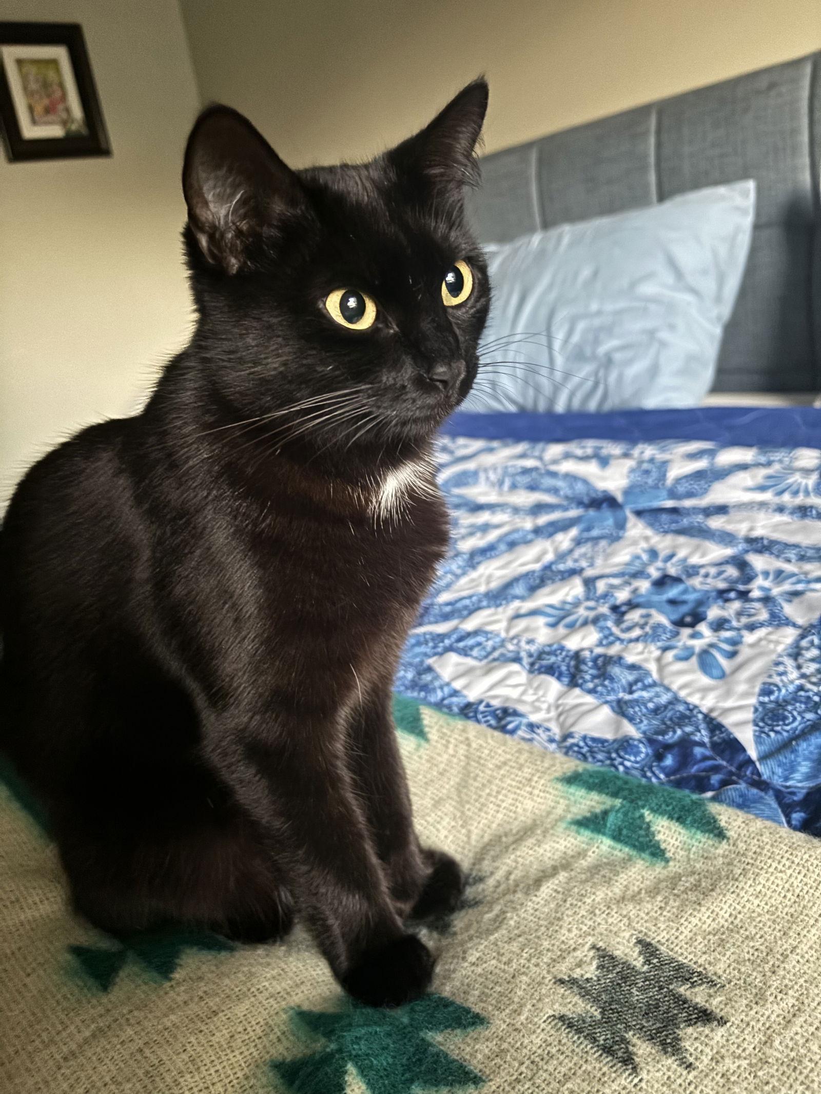 Flora, a Adoptable Domestic Short Hair in Longwood, FL image 1/3