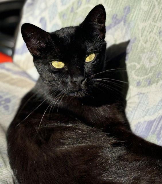 Flora, a Adoptable Domestic Short Hair in Longwood, FL image 2/3