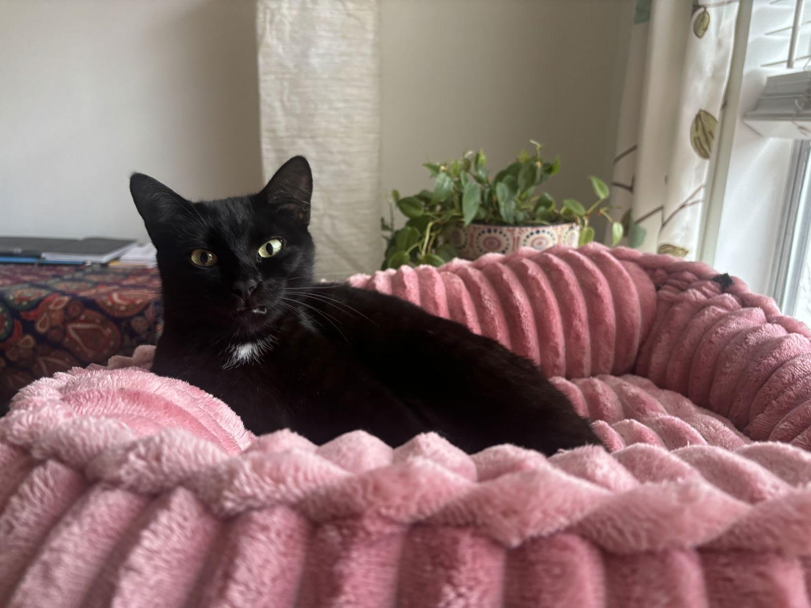 Flora, a Adoptable Domestic Short Hair in Longwood, FL image 3/3