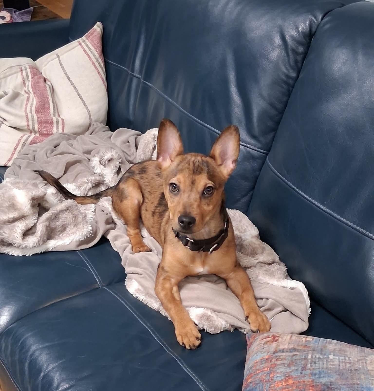Enlarge Eddie, a ADOPTABLE mixed breed in Milwaukee, WI image 2/6