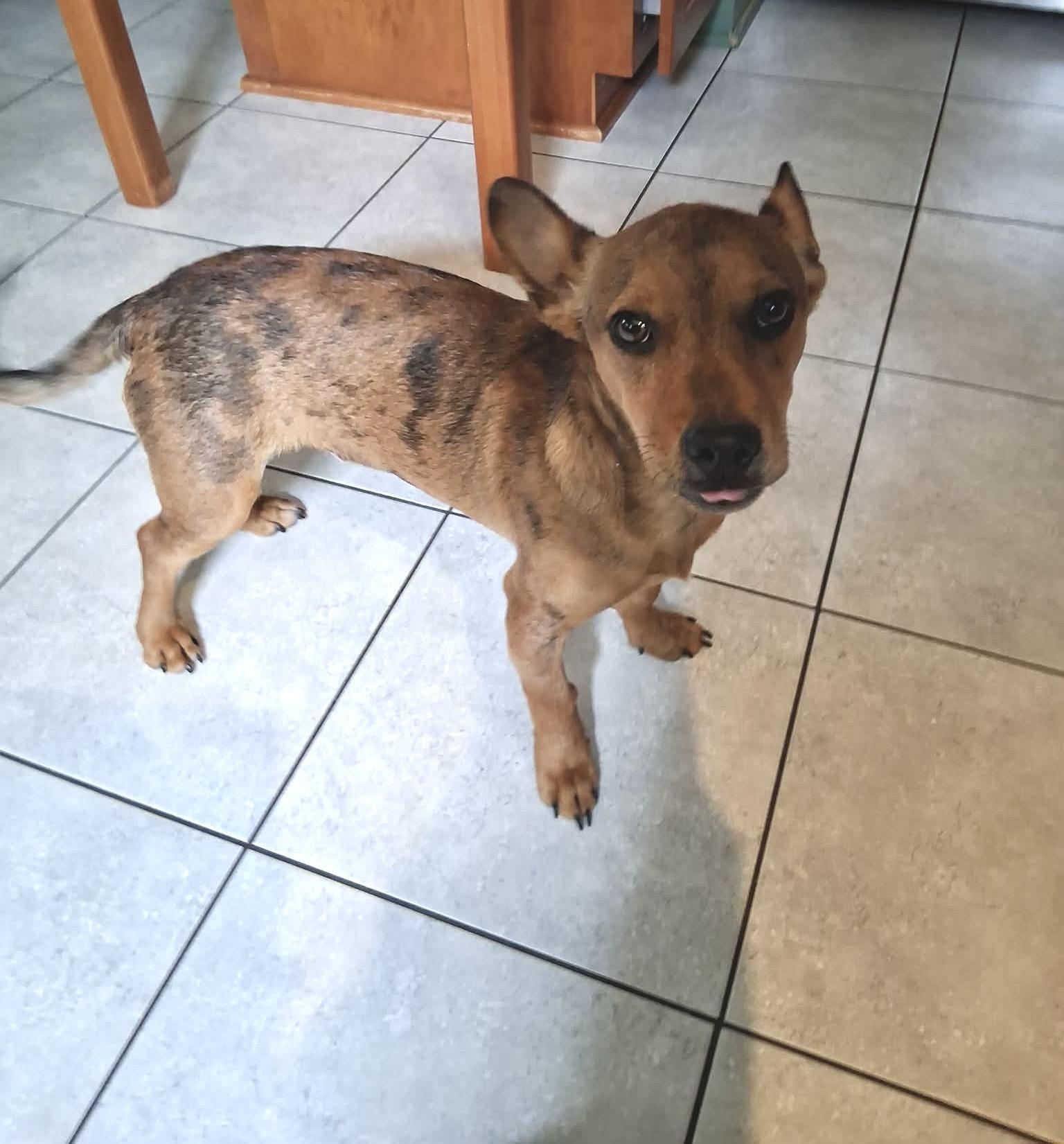 Enlarge Eddie, a ADOPTABLE mixed breed in Milwaukee, WI image 3/6