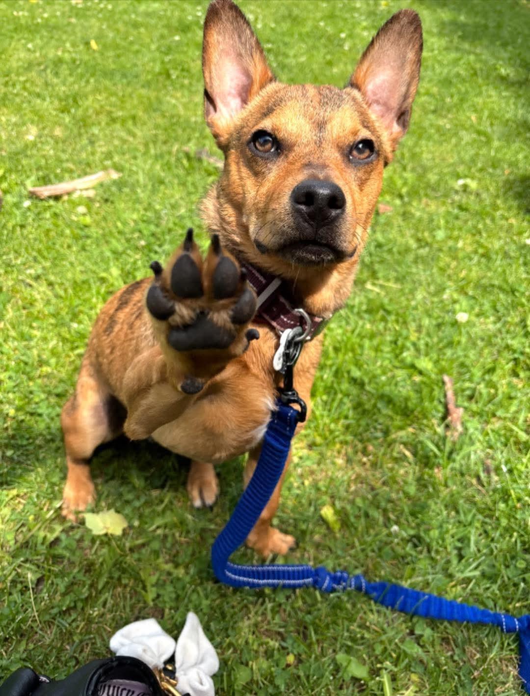 Enlarge Eddie, a ADOPTABLE mixed breed in Milwaukee, WI image 1/6