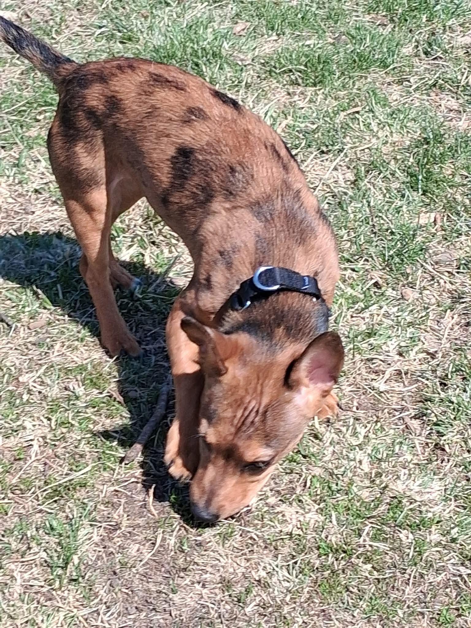 Enlarge Eddie, a ADOPTABLE mixed breed in Milwaukee, WI image 5/6