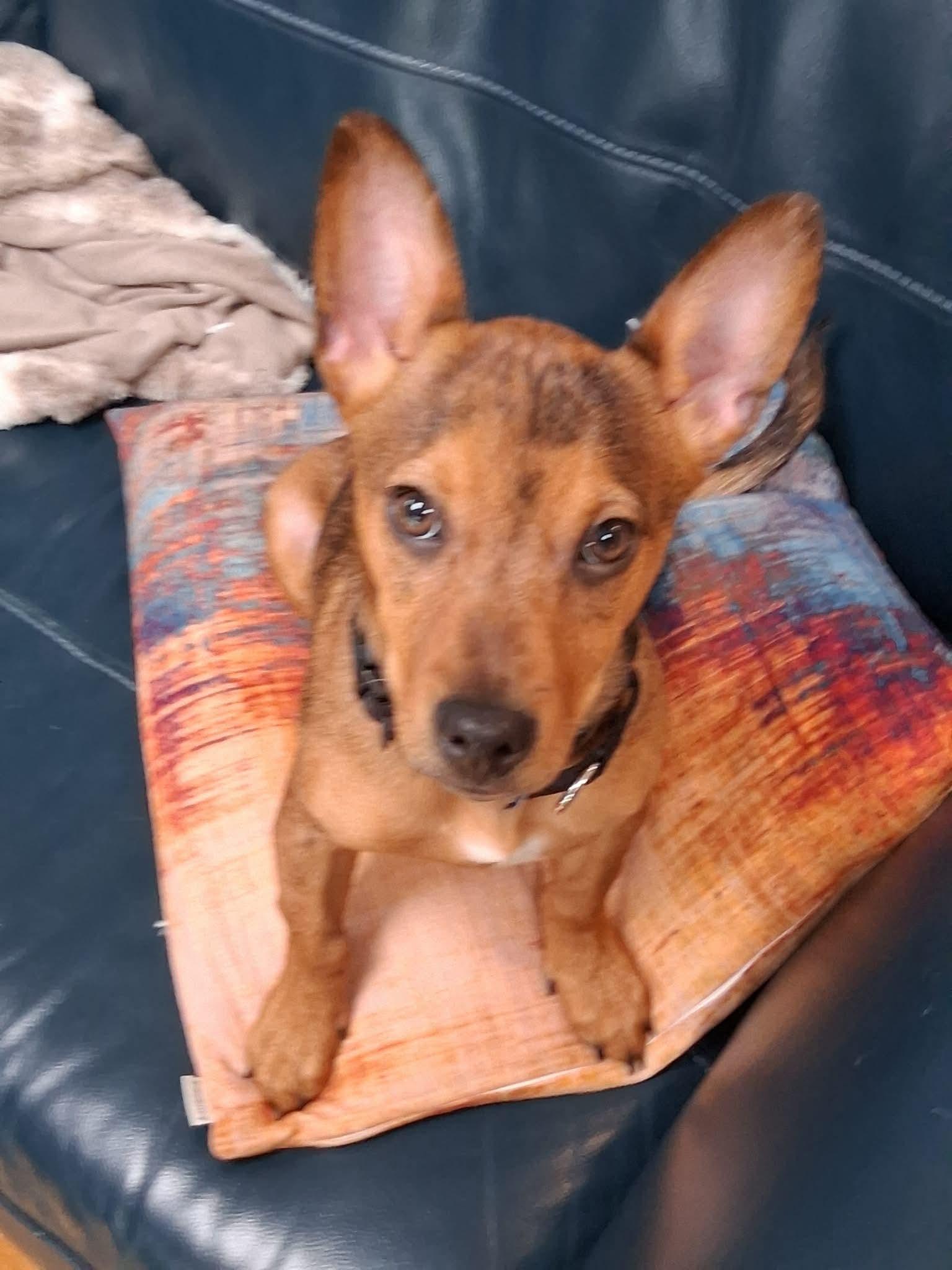 Enlarge Eddie, a ADOPTABLE mixed breed in Milwaukee, WI image 6/6