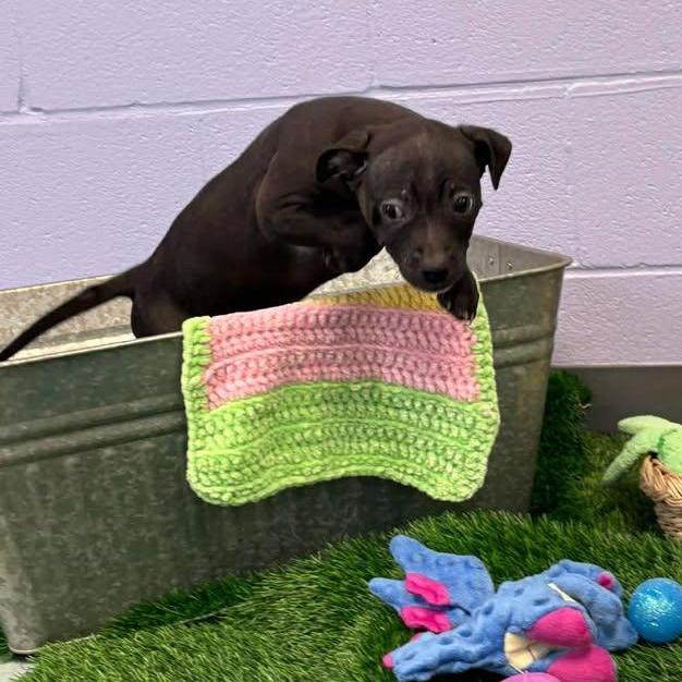 Holly, a ADOPTABLE mixed breed in Bardstown, KY image 2/3