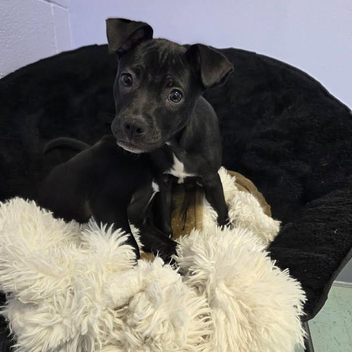 Enlarge Holly, an adoptable mixed breed in Bardstown, KY image 2/5