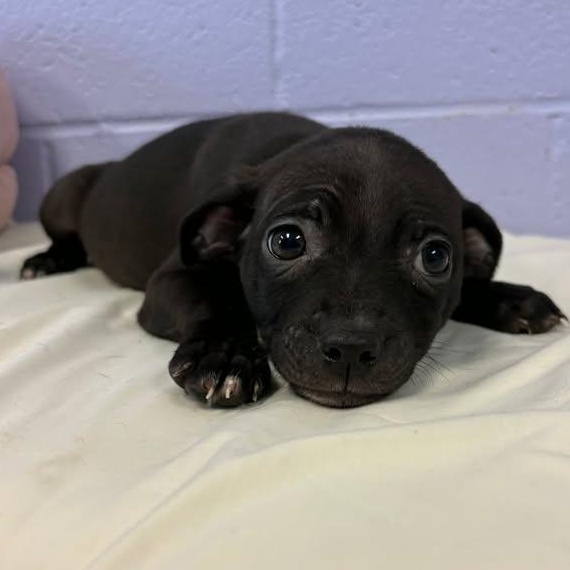 Holly, a ADOPTABLE mixed breed in Bardstown, KY image 3/3