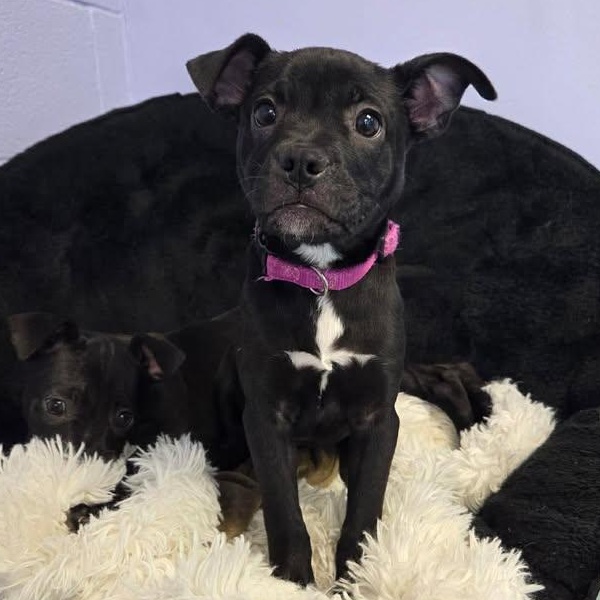 Holly, adoptable, Puppy Female Boxer.