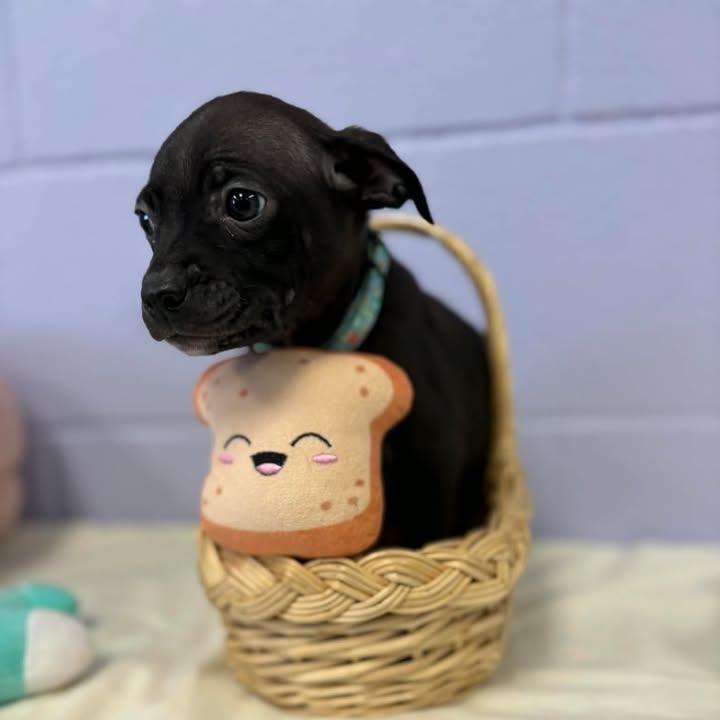 Holly, ADOPTABLE, Puppy Female Boxer.