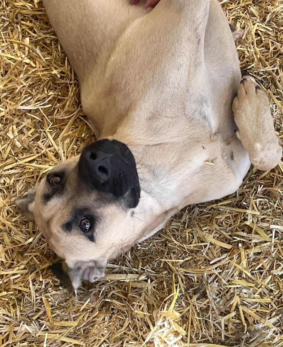 lol-Shaggy (Tommy), an adoptable Shepherd, Mastiff in Billings, MT, 59101 | Photo Image 1