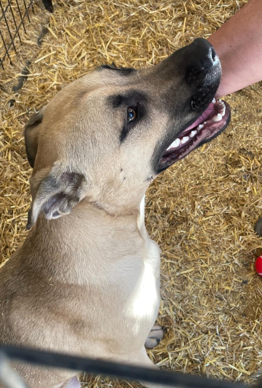 lol-Shaggy (Tommy), an adoptable Shepherd, Mastiff in Billings, MT, 59101 | Photo Image 4