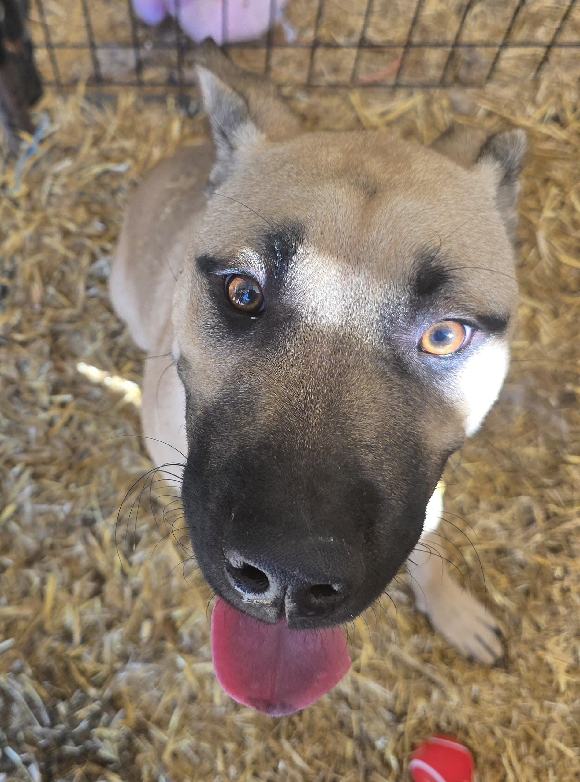 lol-Shaggy (Tommy), an adoptable Shepherd, Mastiff in Billings, MT, 59101 | Photo Image 3