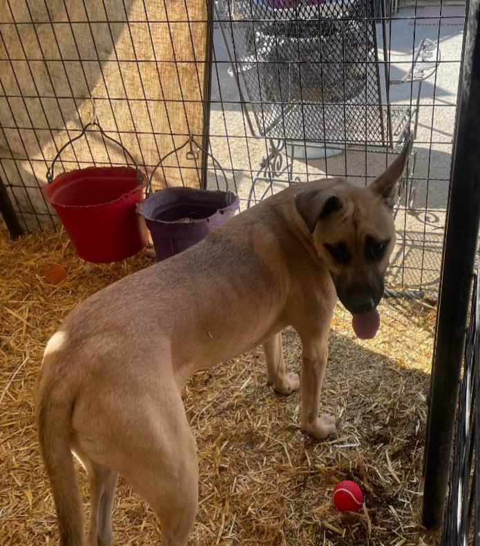 lol-Shaggy (Tommy), an adoptable Shepherd, Mastiff in Billings, MT, 59101 | Photo Image 5