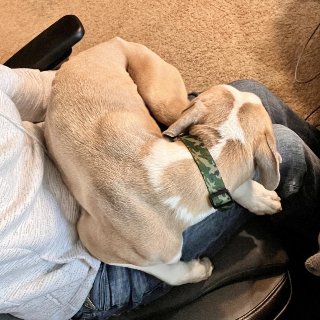 Apollo, a Adoptable mixed breed in Raleigh, NC image 1/6