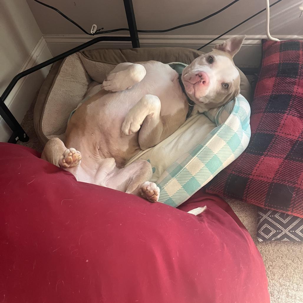 Apollo, a Adoptable mixed breed in Raleigh, NC image 2/6