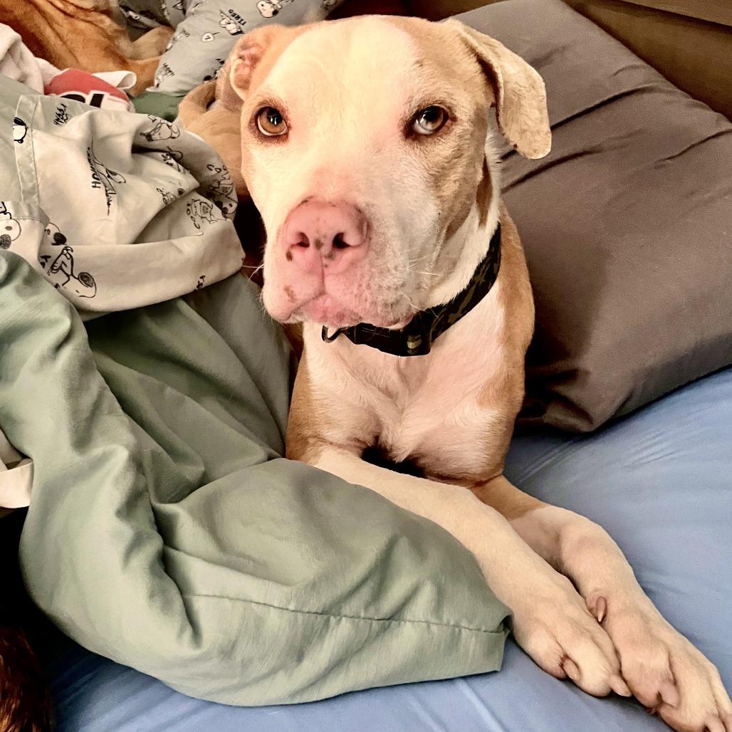 Apollo, a Adoptable mixed breed in Raleigh, NC image 3/6