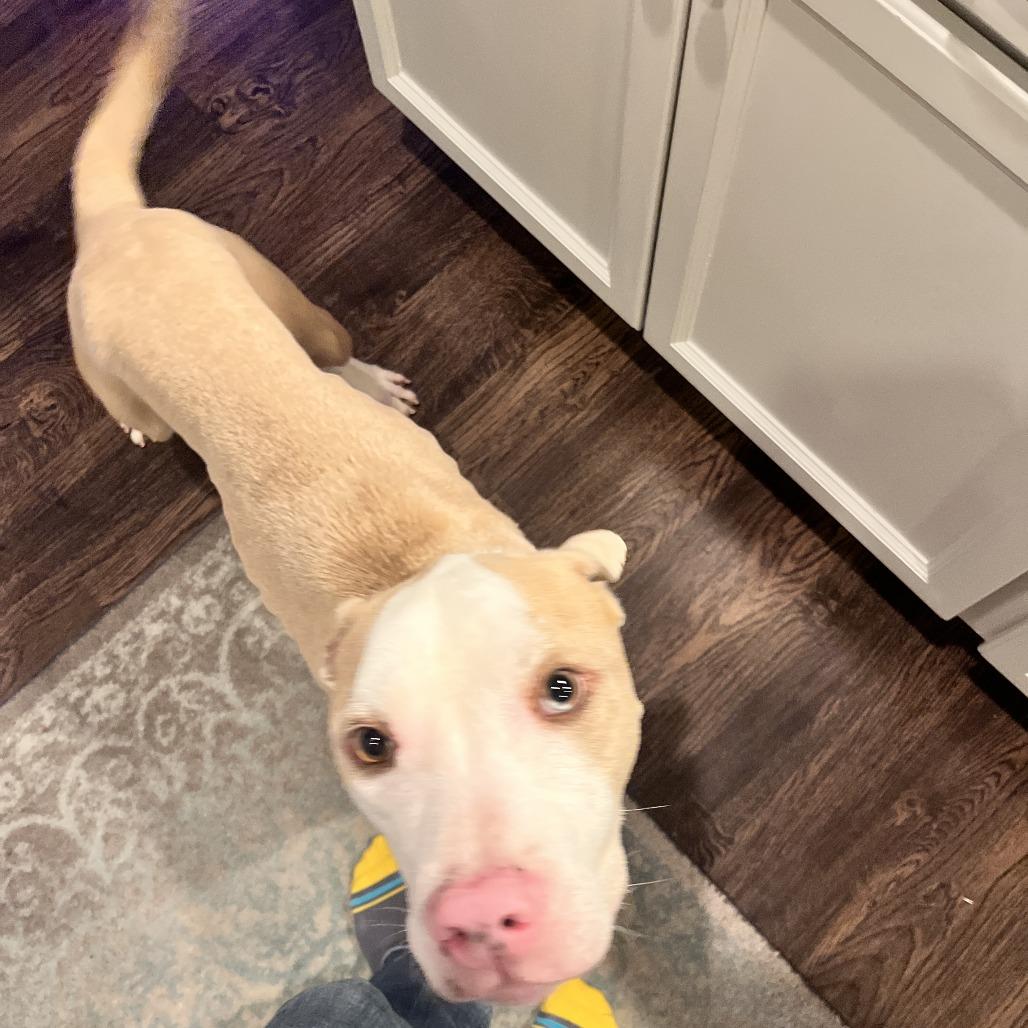 Enlarge Apollo, a Adoptable mixed breed in Raleigh, NC image 4/6