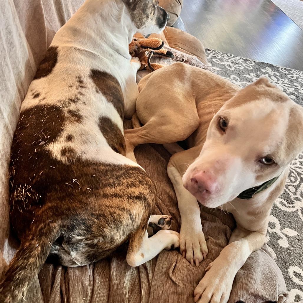 Apollo, a Adoptable mixed breed in Raleigh, NC image 4/6