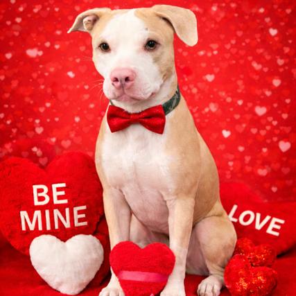 Apollo, a Adoptable mixed breed in Raleigh, NC image 5/6