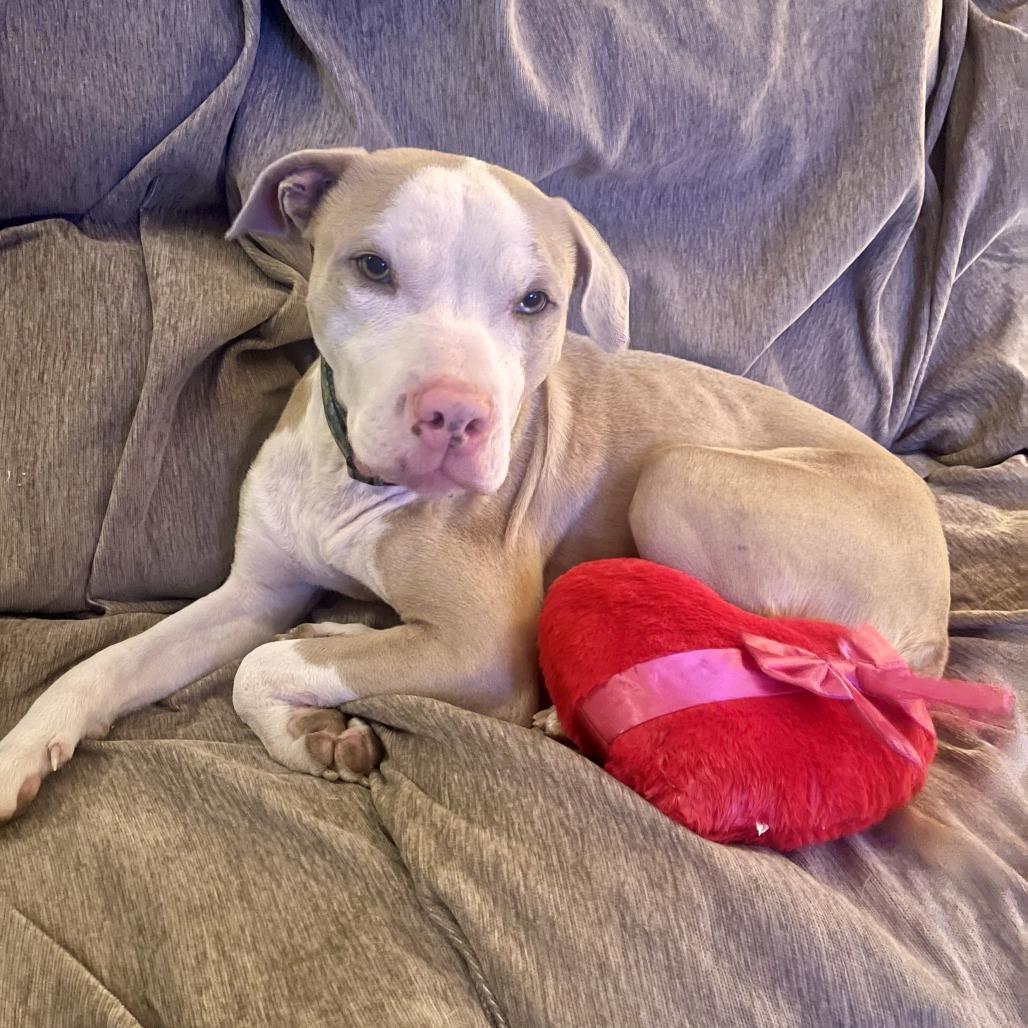 Apollo, a Adoptable mixed breed in Raleigh, NC image 6/6