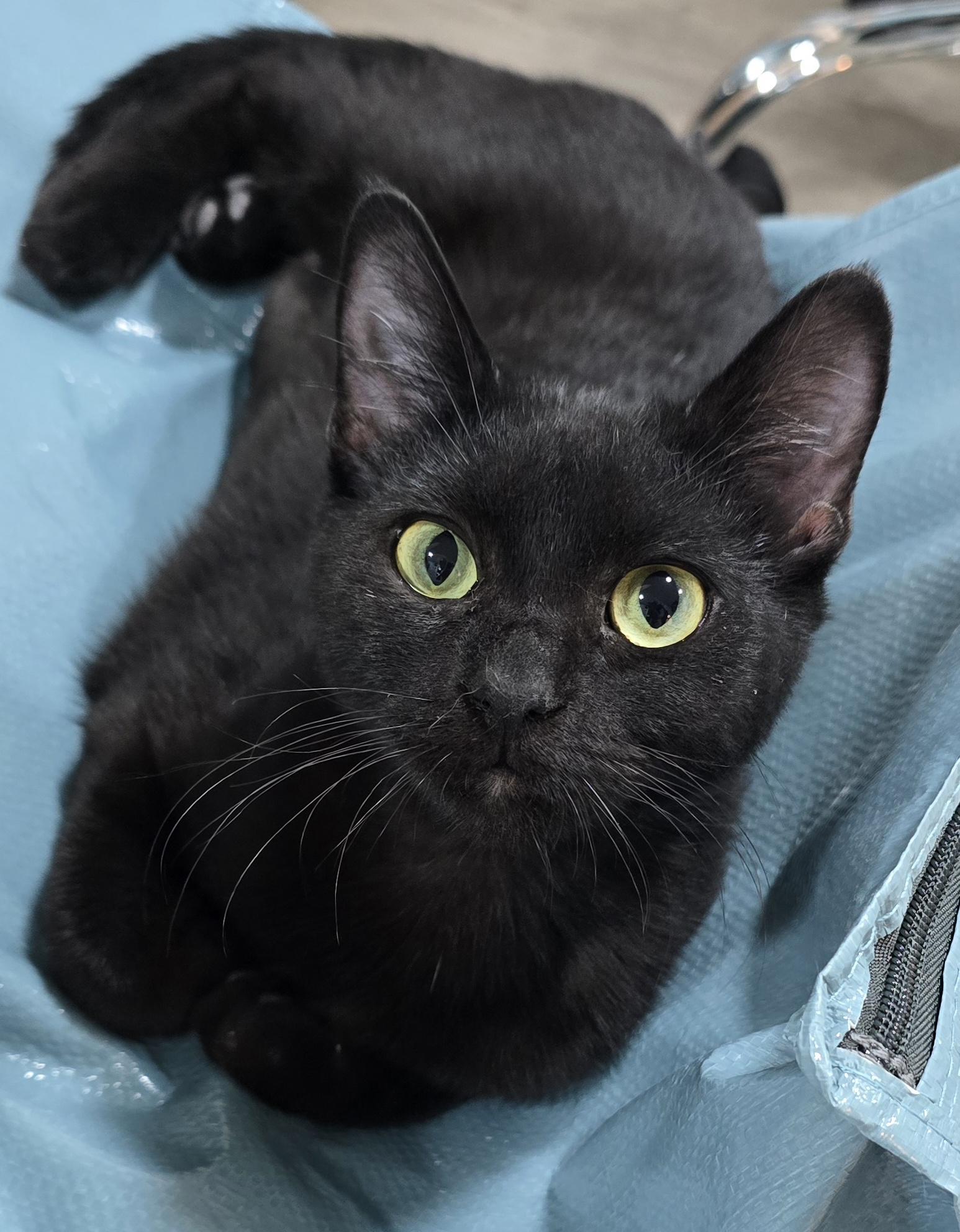 Jagger, a ADOPTABLE Domestic Short Hair in Arlington, WA image 5/5