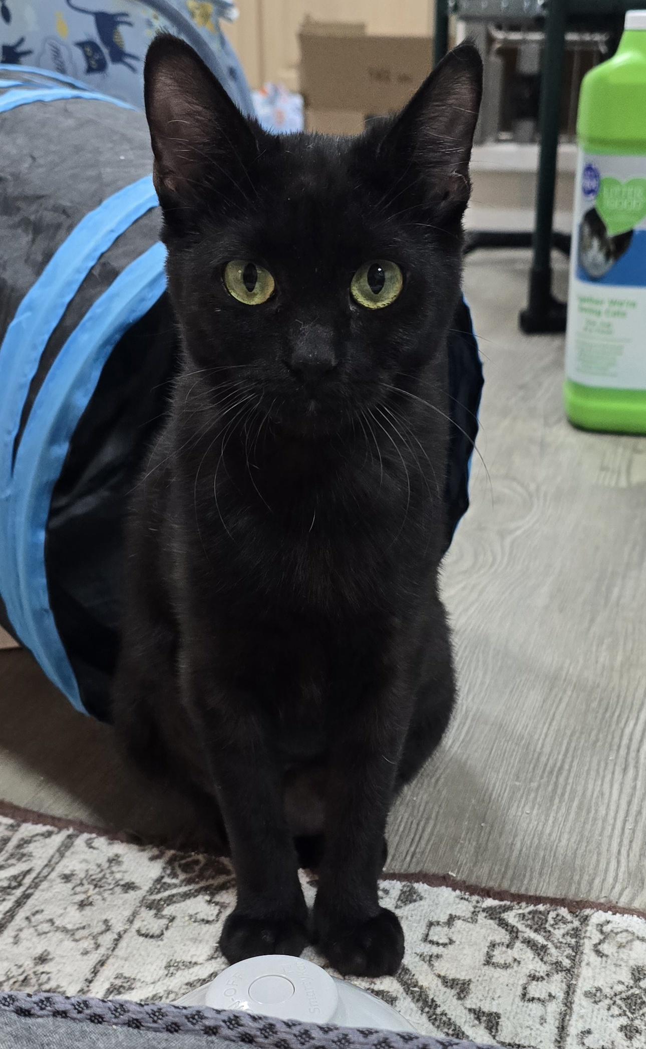 Jagger, a ADOPTABLE Domestic Short Hair in Arlington, WA image 1/5