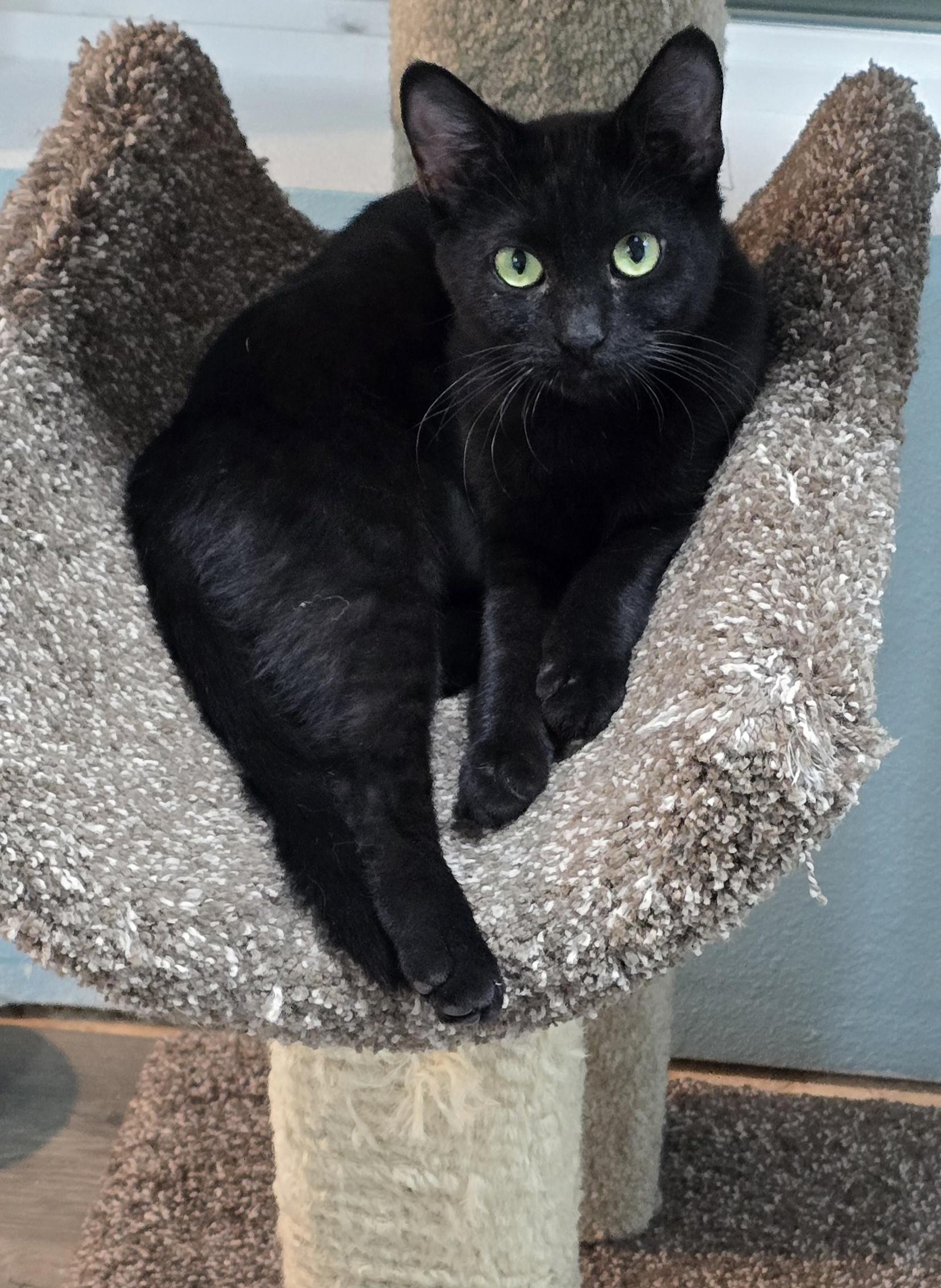 Jagger, a ADOPTABLE Domestic Short Hair in Arlington, WA image 2/5