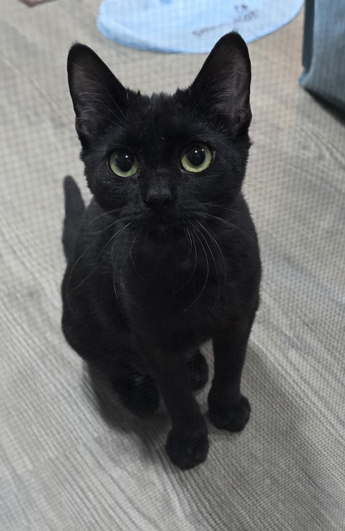 Jagger, a ADOPTABLE Domestic Short Hair in Arlington, WA image 4/5