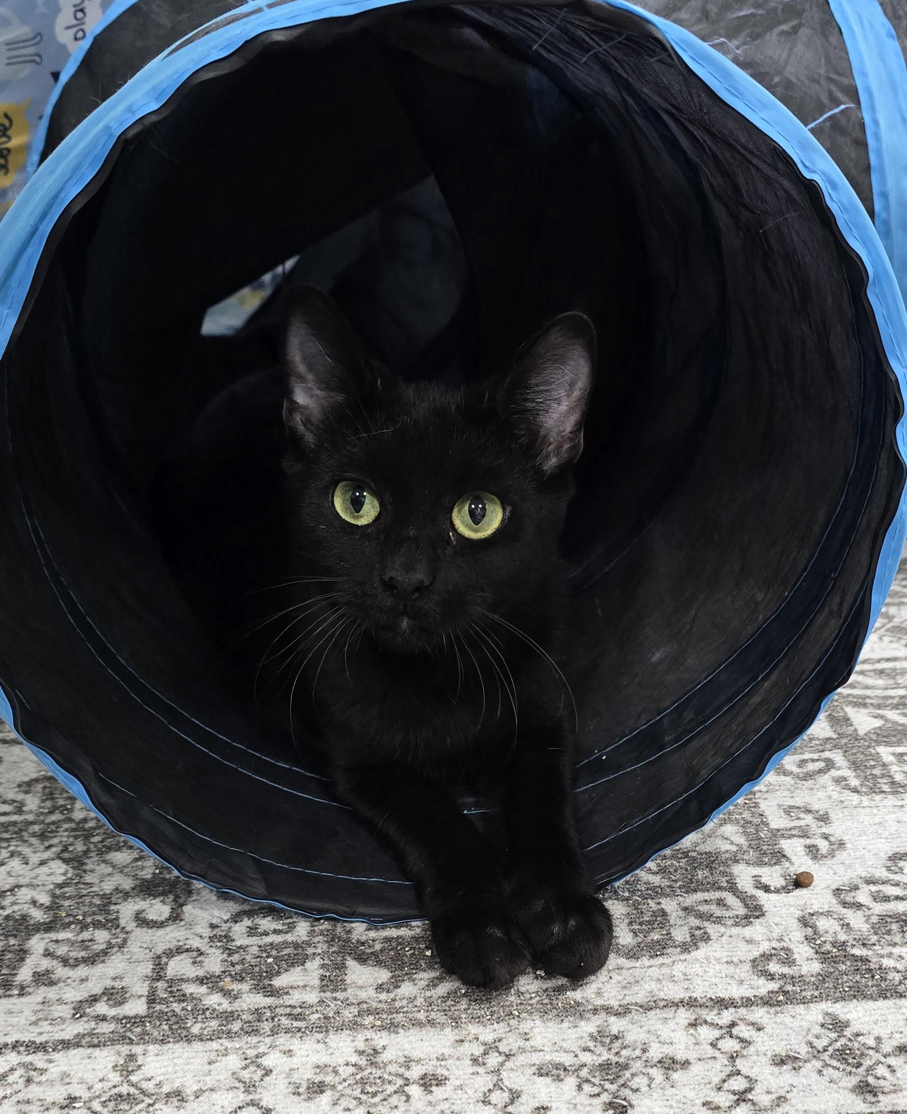 Jagger, a ADOPTABLE Domestic Short Hair in Arlington, WA image 3/5