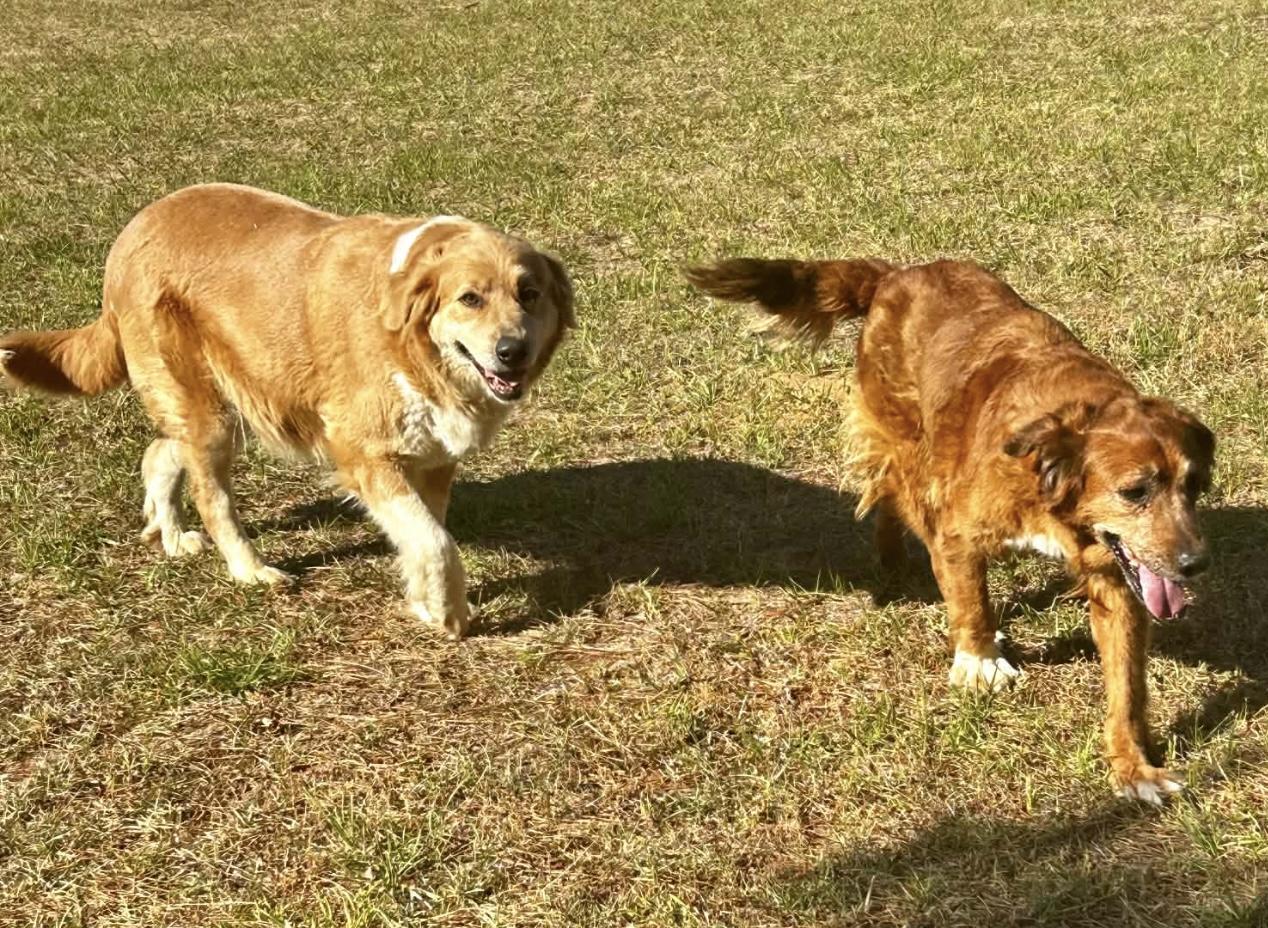 Sandy, a ADOPTABLE mixed breed in Leesburg, GA image 4/4