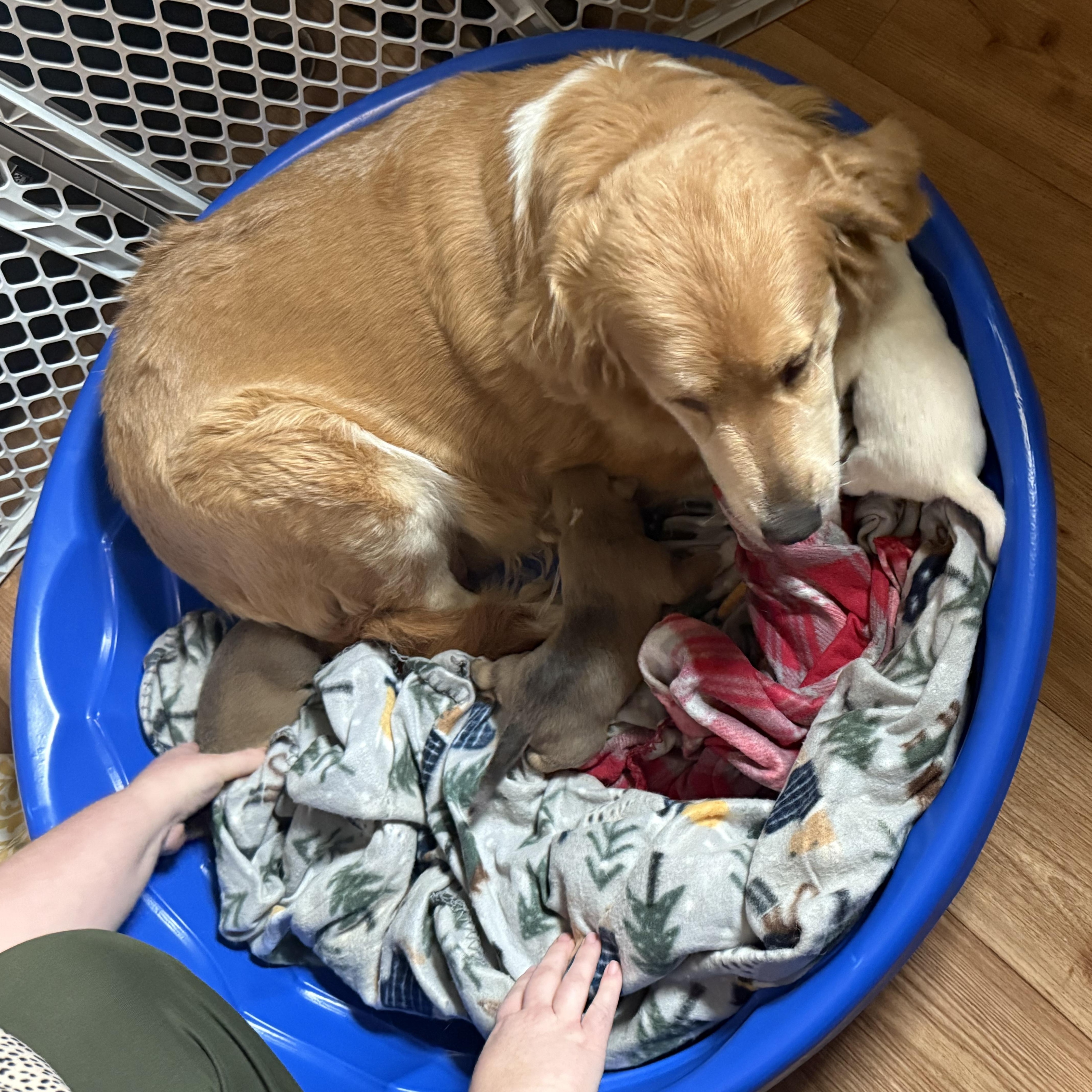 Sandy, a ADOPTABLE mixed breed in Leesburg, GA image 3/4