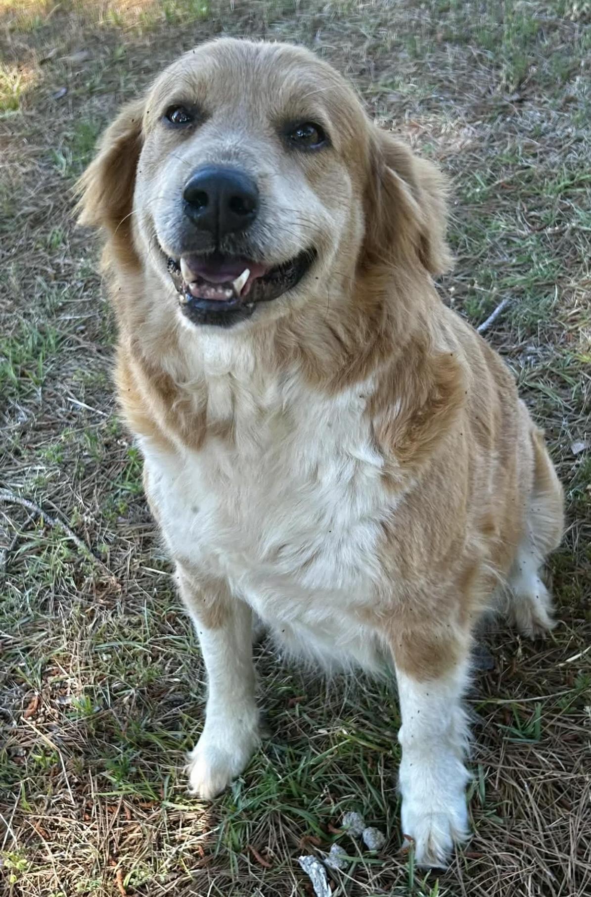 Sandy, ADOPTABLE, Adult Female Golden Retriever.