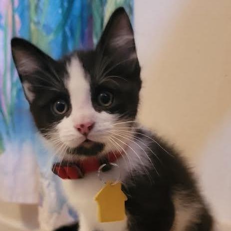 Enlarge Raphael-in foster, a Adoptable Domestic Short Hair in Springfield, MA image 1/2