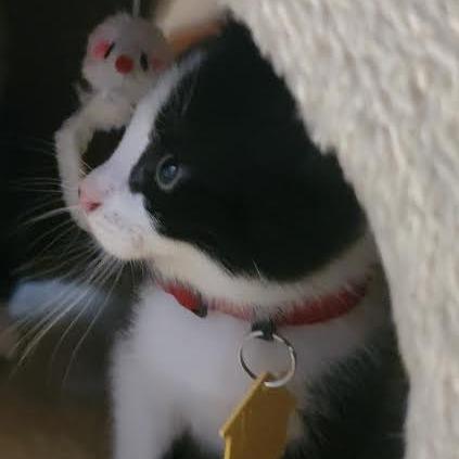 Enlarge Raphael-in foster, a Adoptable Domestic Short Hair in Springfield, MA image 2/2