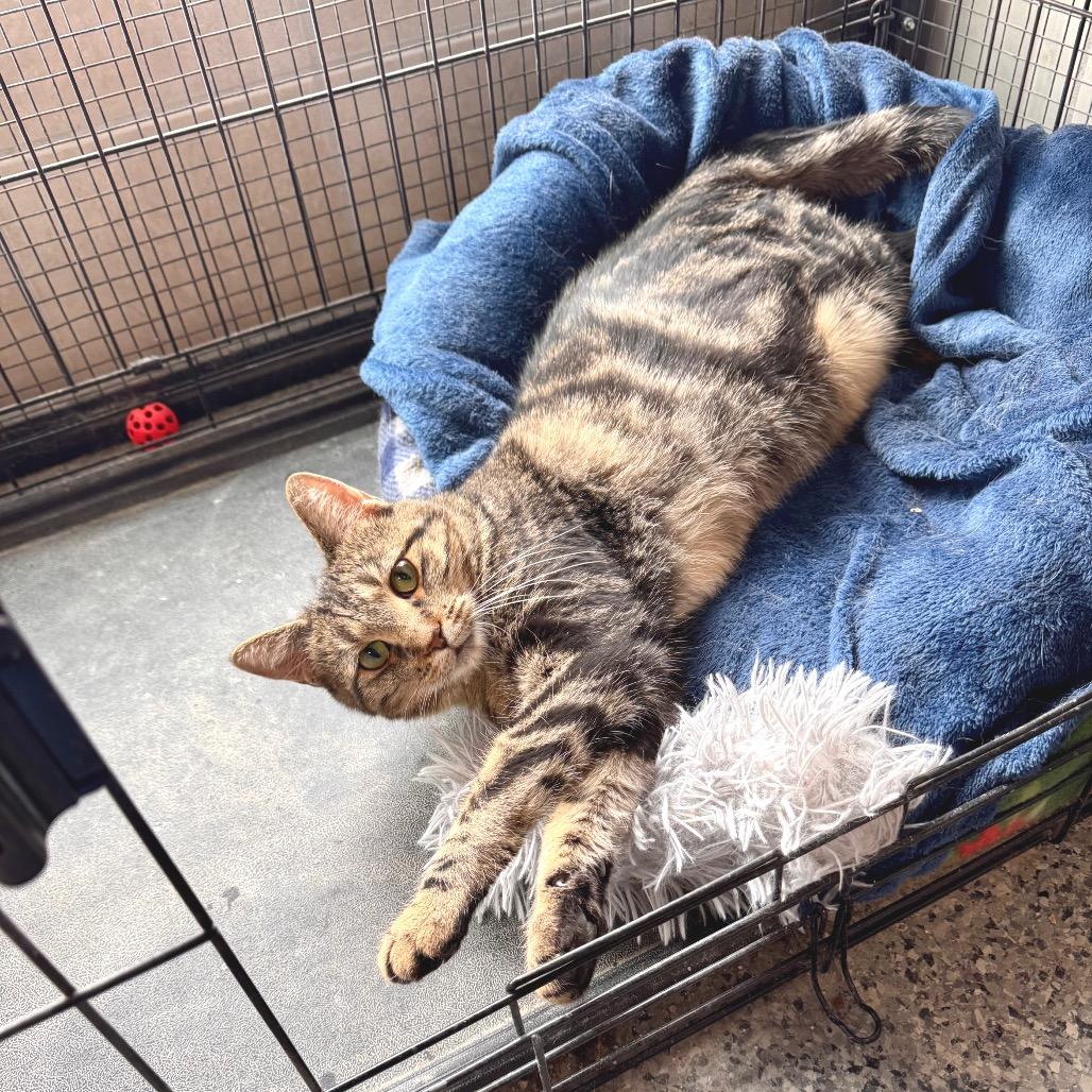 Enlarge Marie, a Adoptable Domestic Short Hair in Mondovi, WI image 1/4