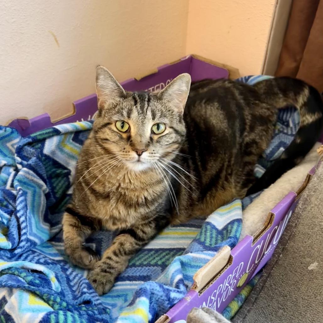 Marie, a Adoptable Domestic Short Hair in Mondovi, WI image 2/5