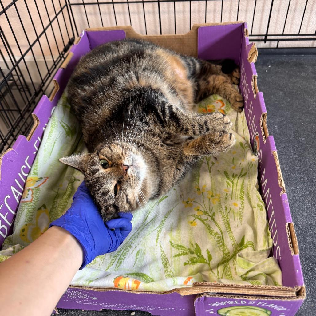 Enlarge Marie, a Adoptable Domestic Short Hair in Mondovi, WI image 1/6