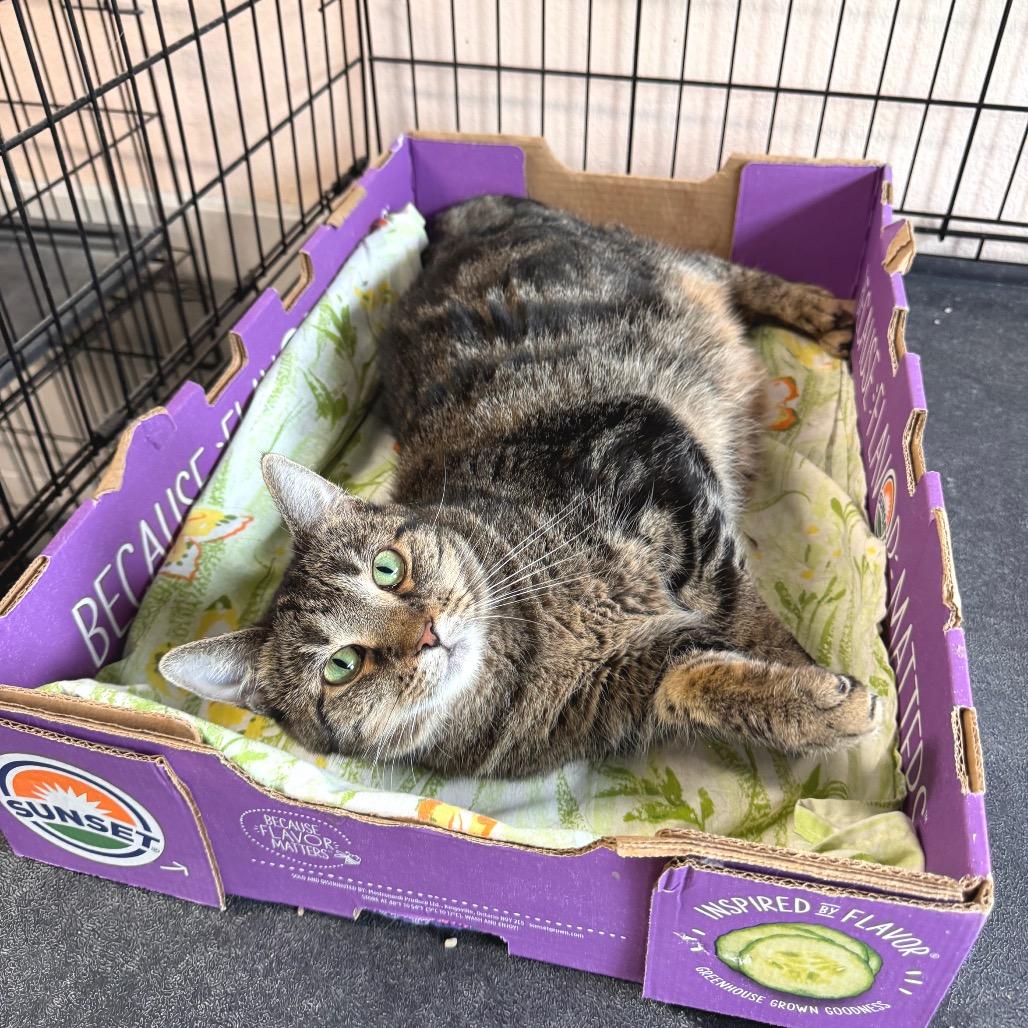 Enlarge Marie, a Adoptable Domestic Short Hair in Mondovi, WI image 2/6